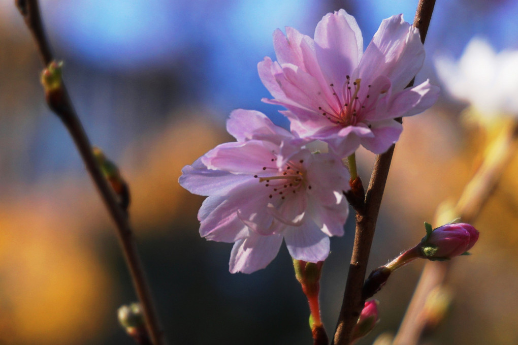 大隈庭園の寒桜