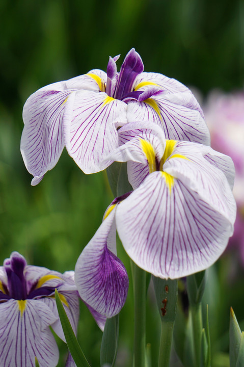 花菖蒲