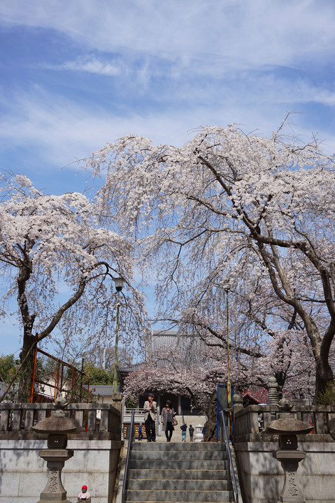 なごり桜