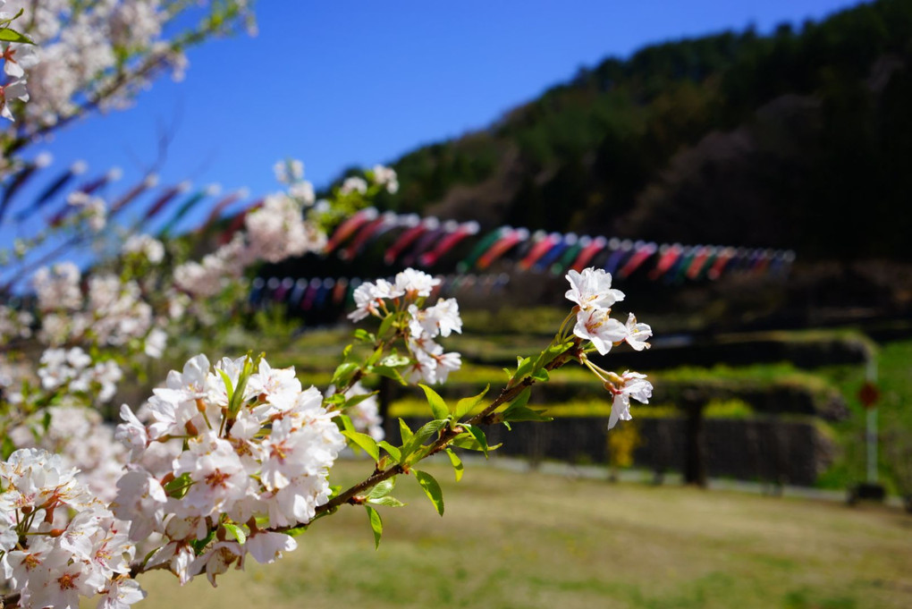 桜と鯉のぼり