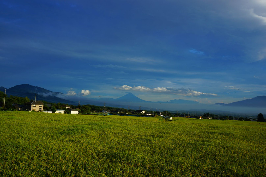 富士山と稲