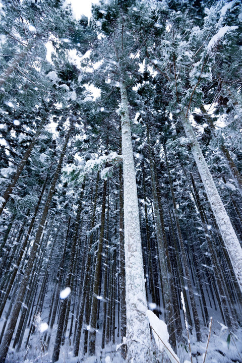 厳冬杉林