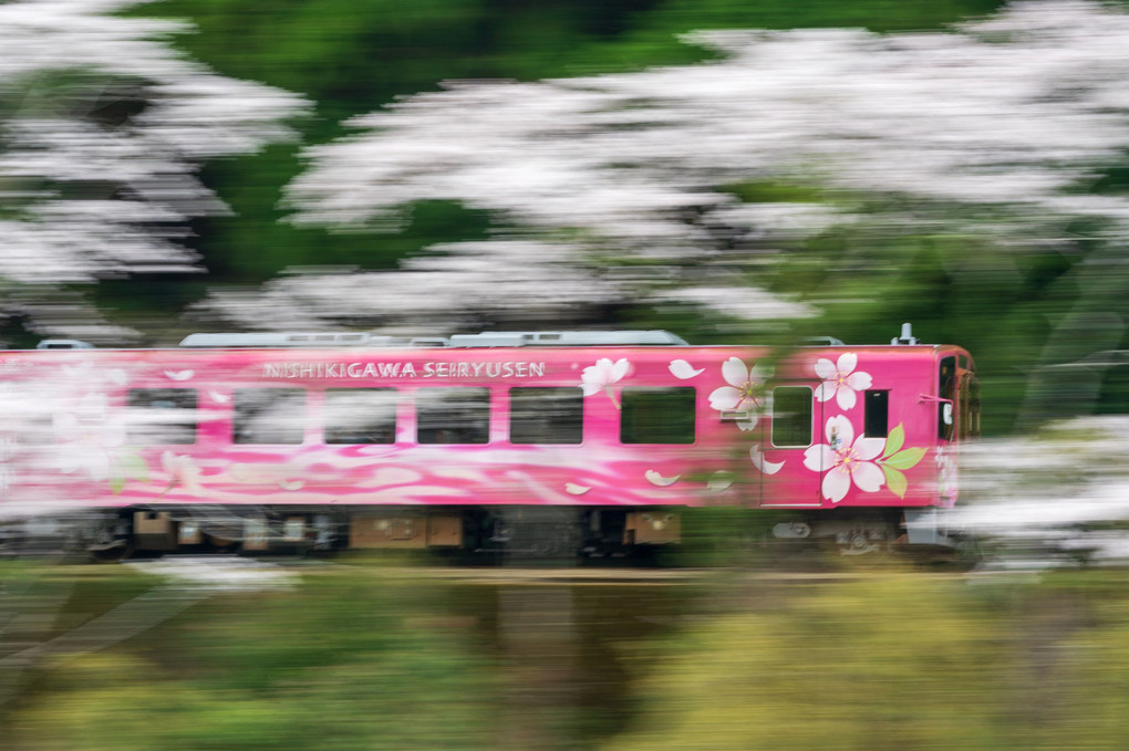 Sakura-train