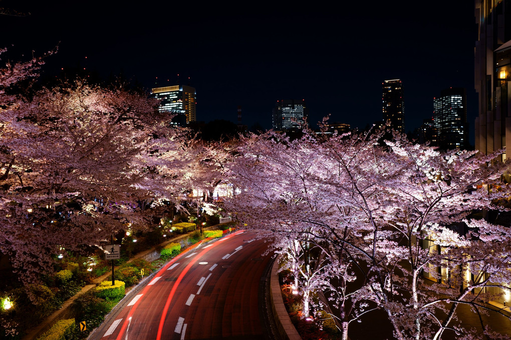 六本木夜桜