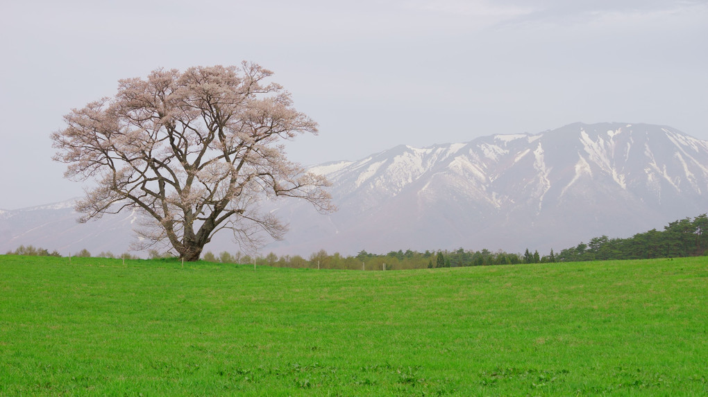 小岩井農場の一本桜