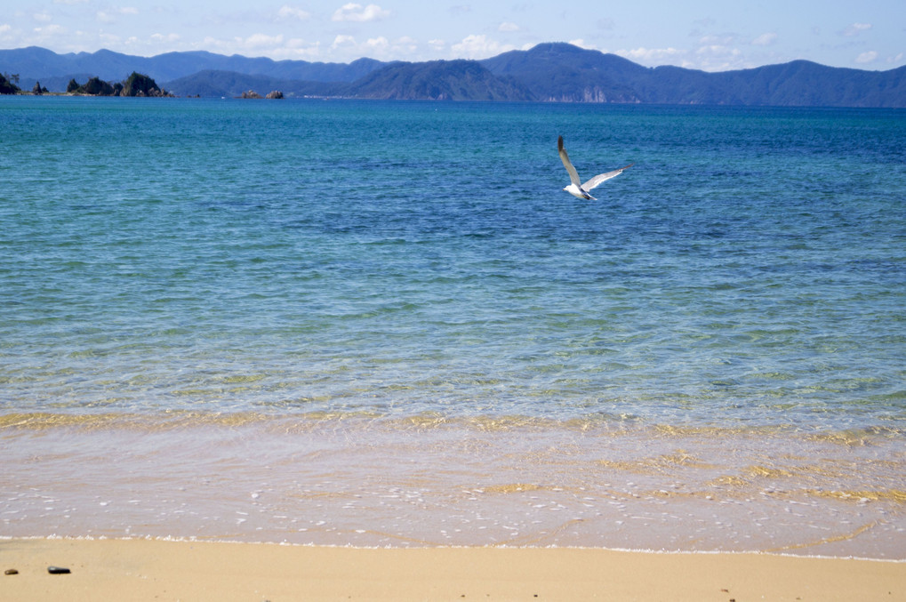 海とカモメ