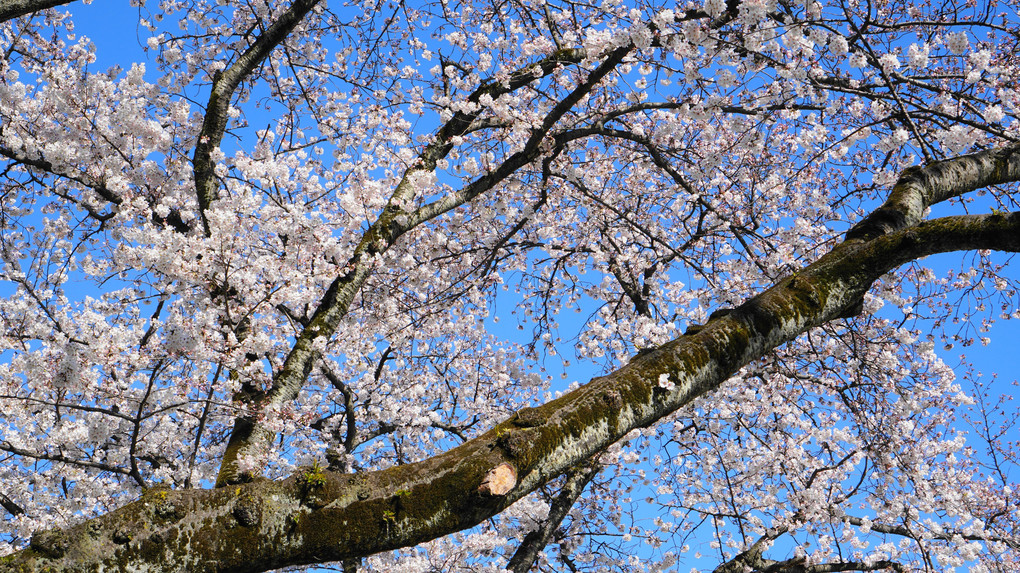 里見公園　桜満開