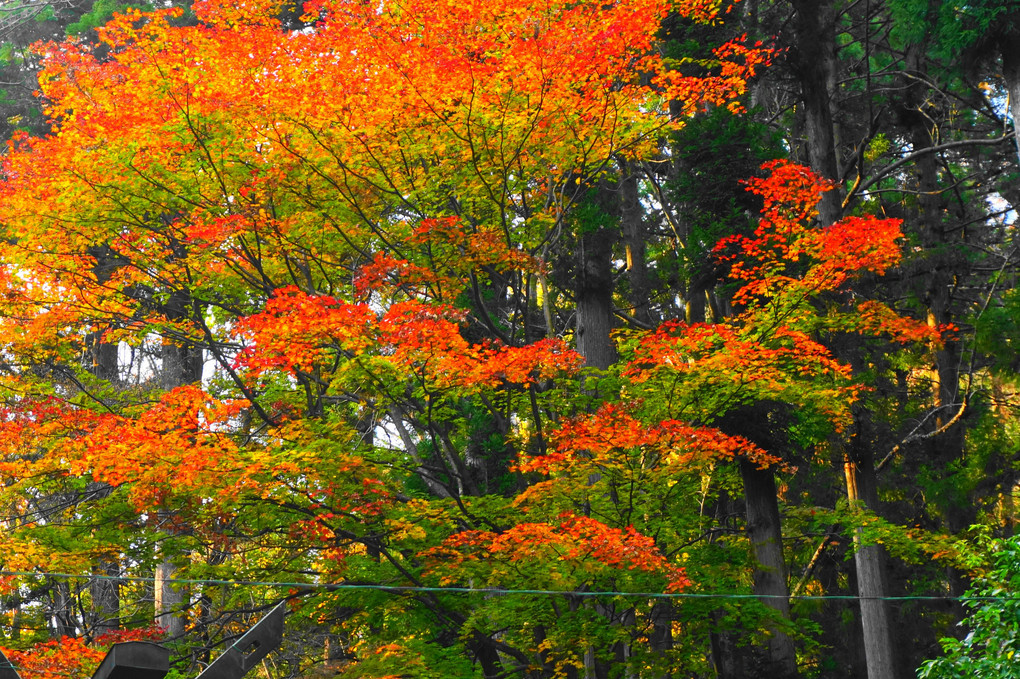 妙義山　中之嶽神社の紅葉