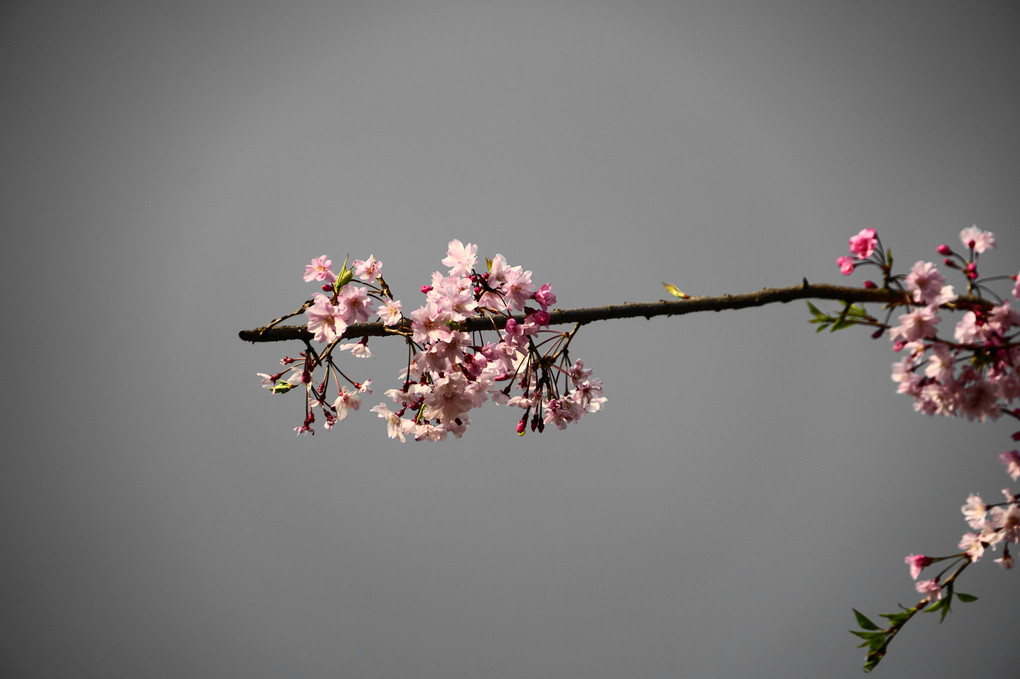 コロナ関係なく美しく咲く桜