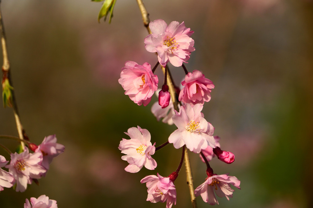 コロナ関係なく美しく咲く桜