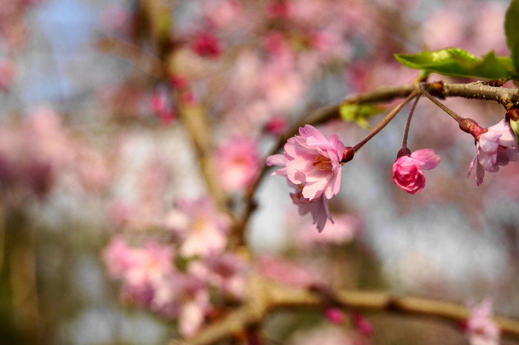 コロナ関係なく美しく咲く桜