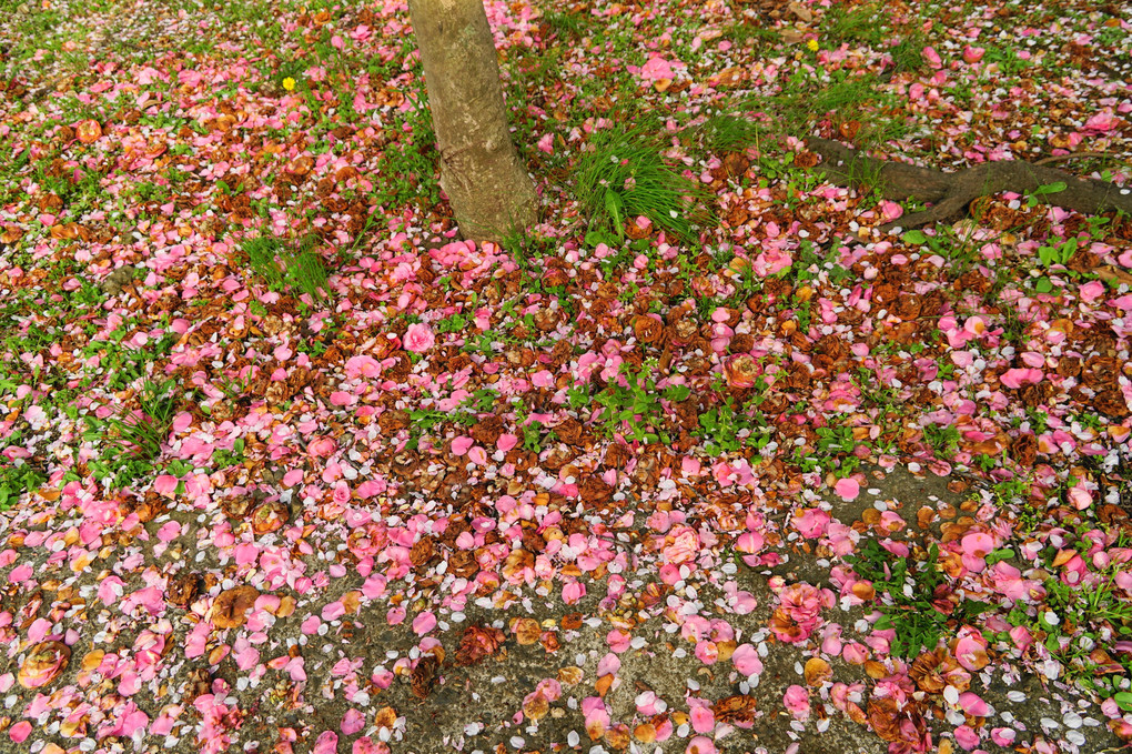椿と桜　落花散