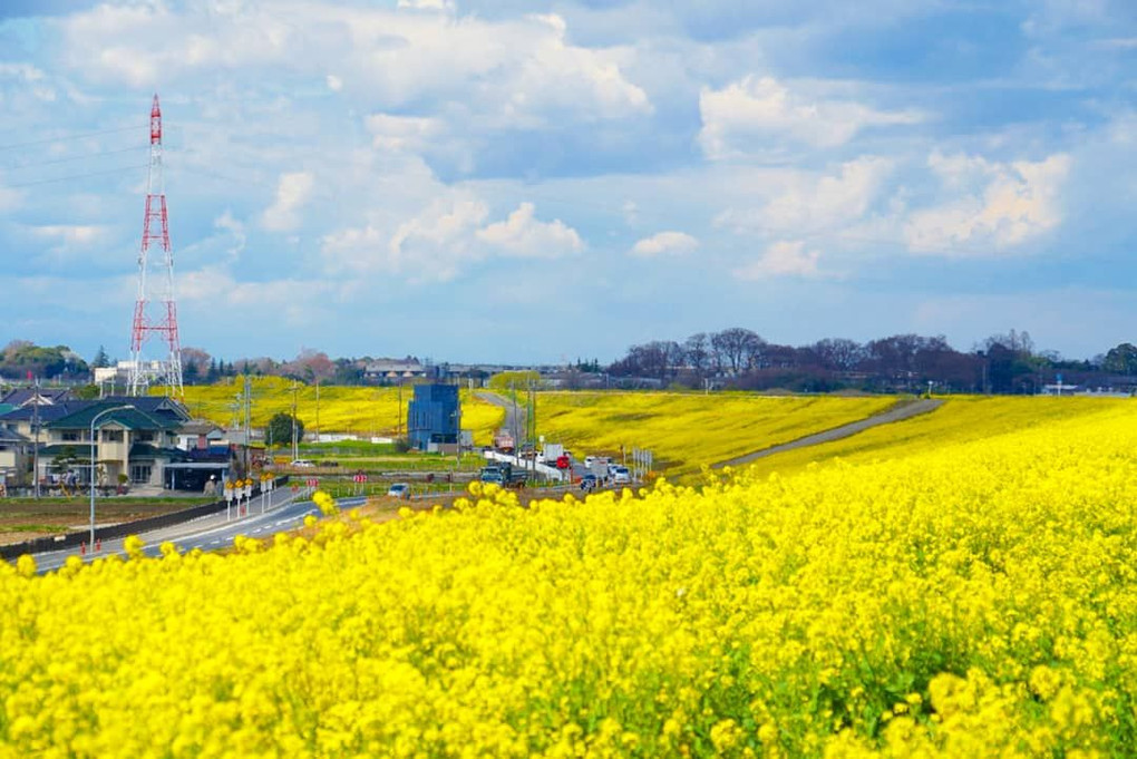 土手沿いの菜の花達