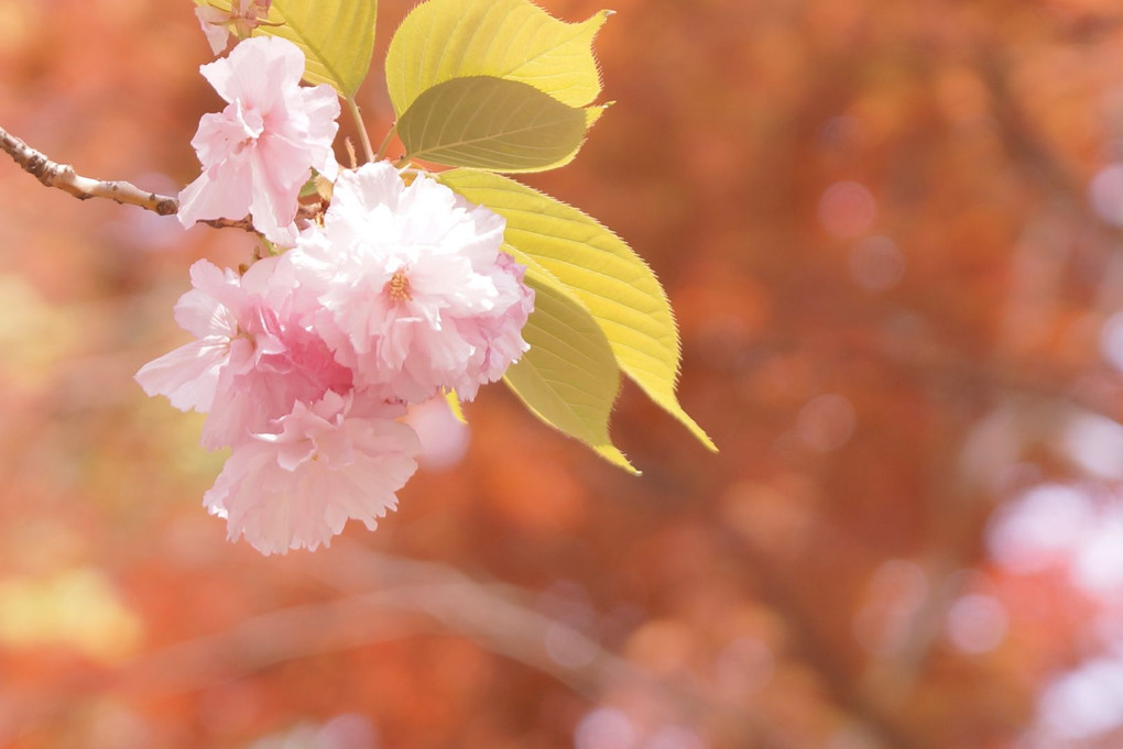 藤と八重桜