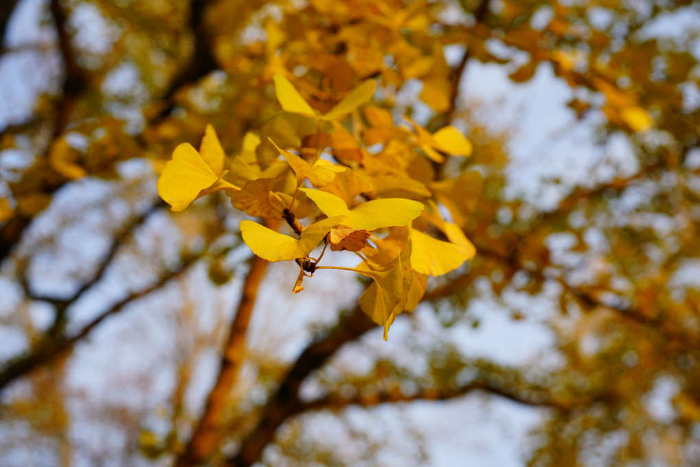 紅葉と黄葉ぼかし