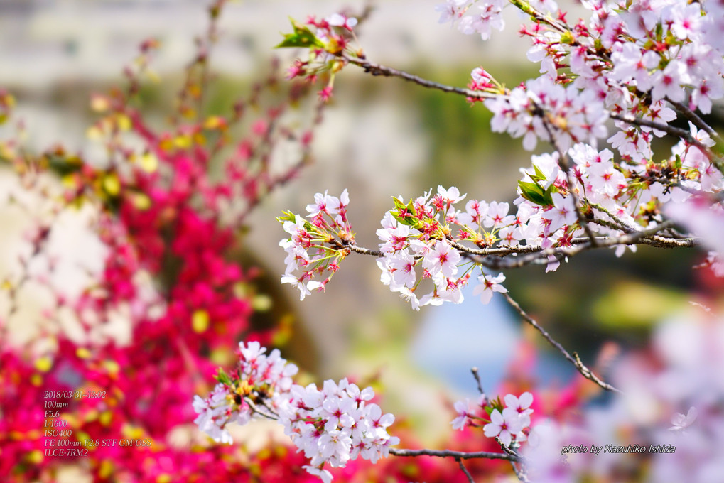 桜の花に古き時を想う