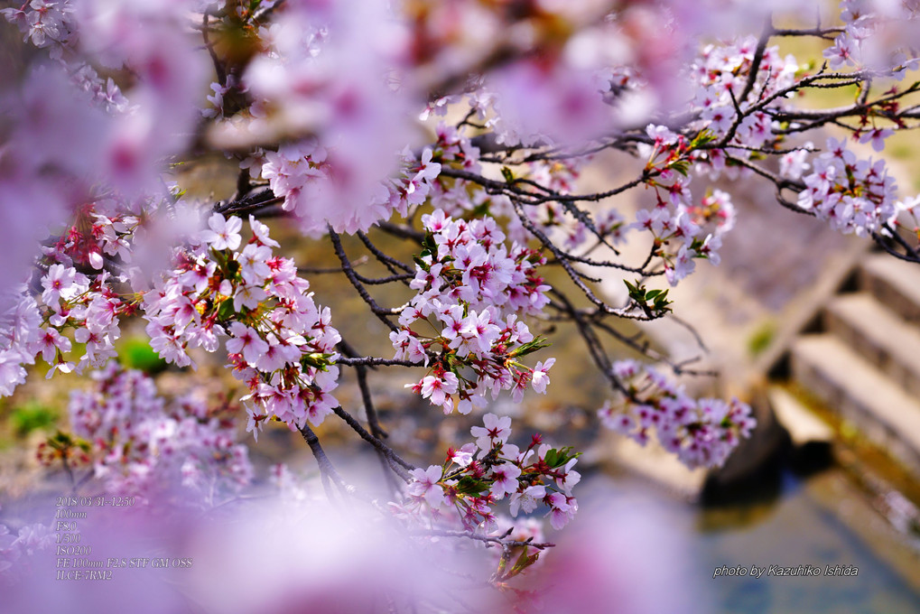 桜で心いっぱい