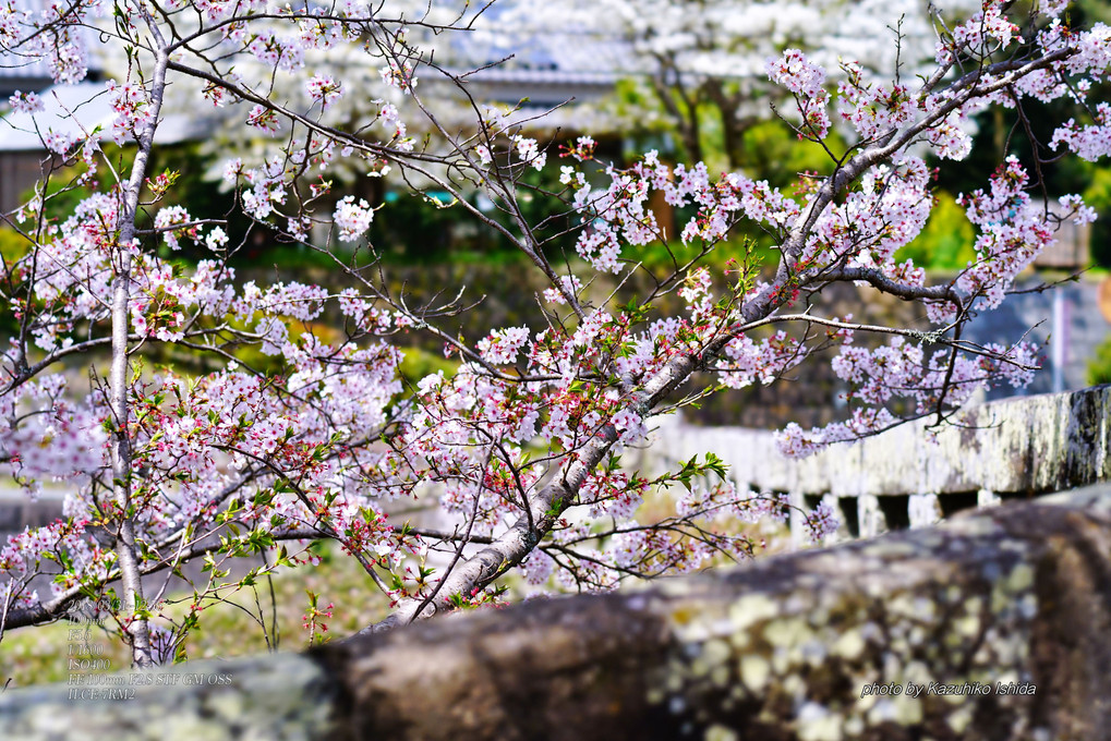 桜で心いっぱい