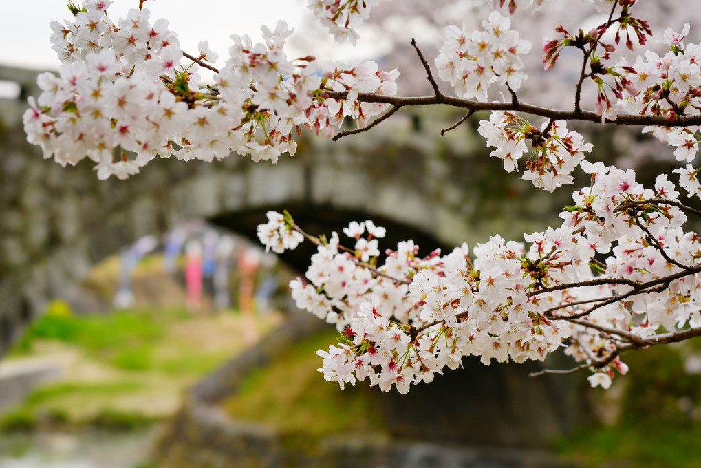 昔ながらの桜風景
