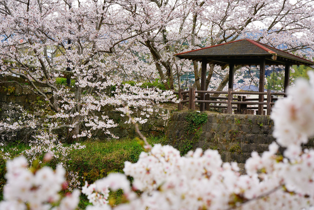 昔ながらの桜風景