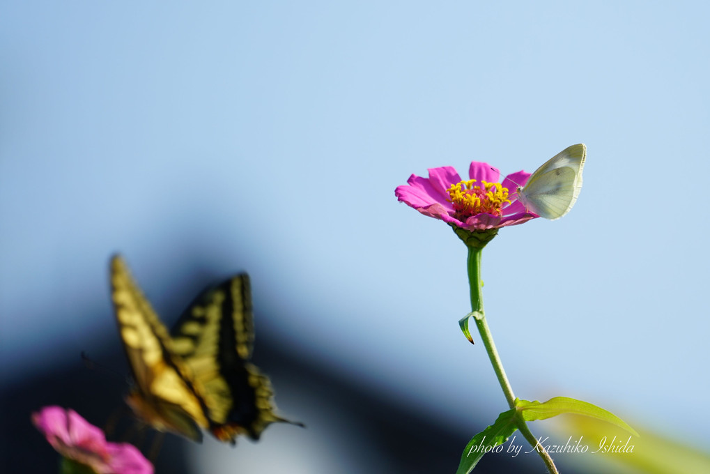 蝶とカマキリ