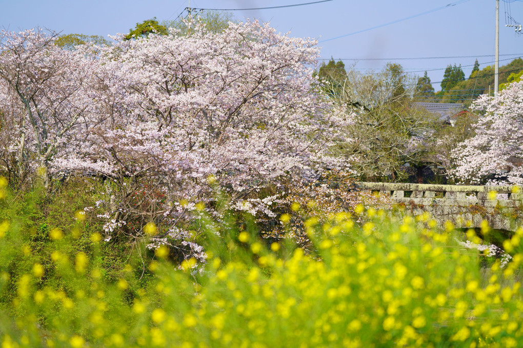 菜の花と桜