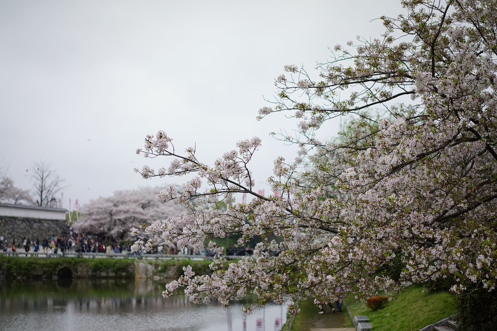 桜祭り