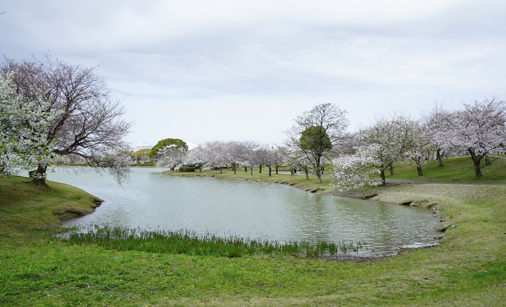 駕与丁公園の桜