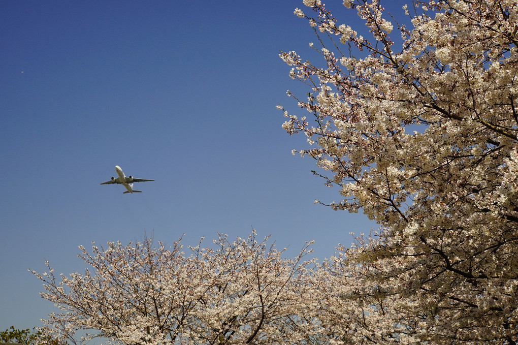 満開の桜と飛行機