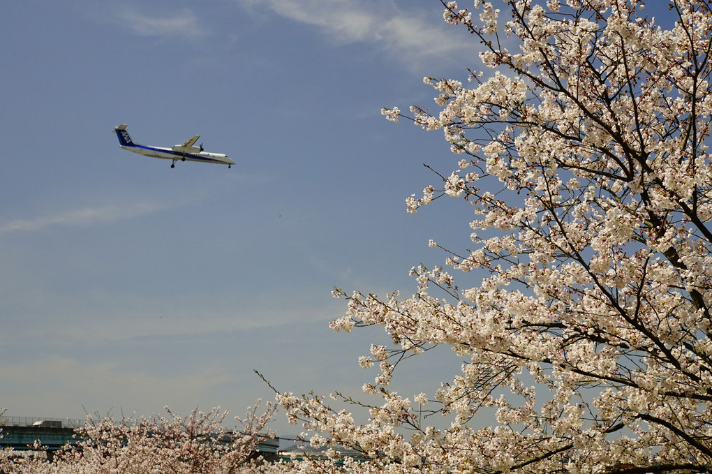 満開の桜と飛行機