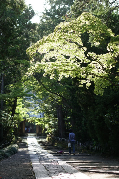 鎌倉寿福寺の参道