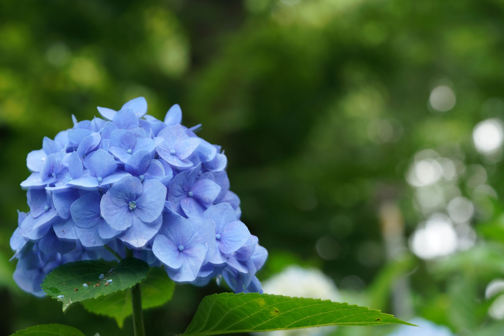 としまえんの紫陽花