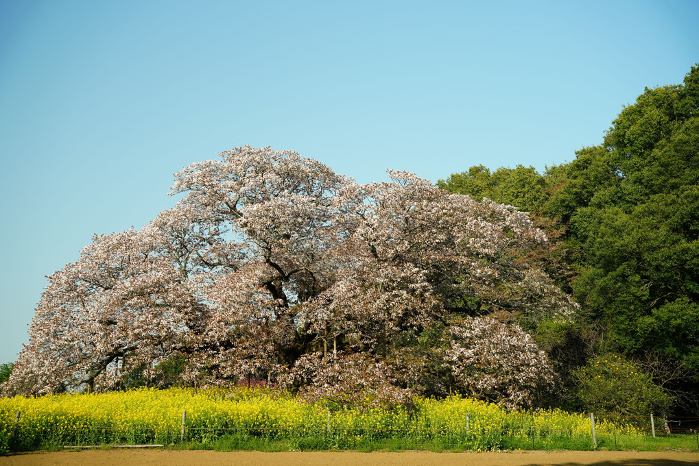 吉高の大桜