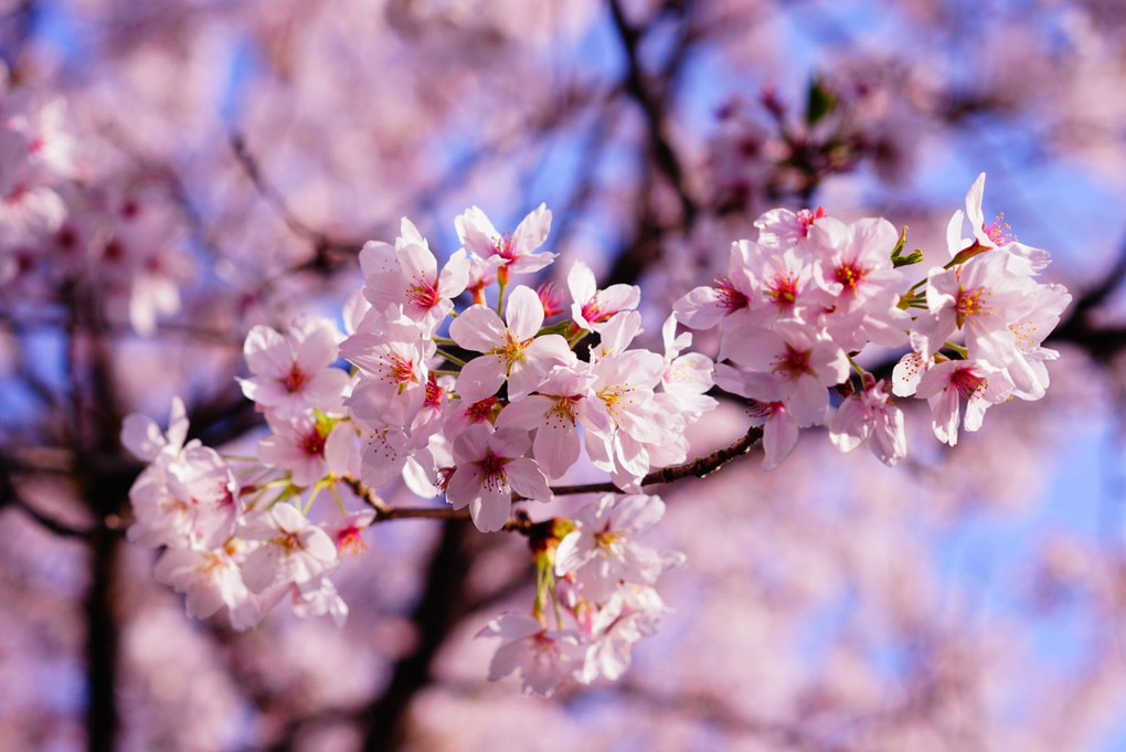 手児奈霊神堂の桜