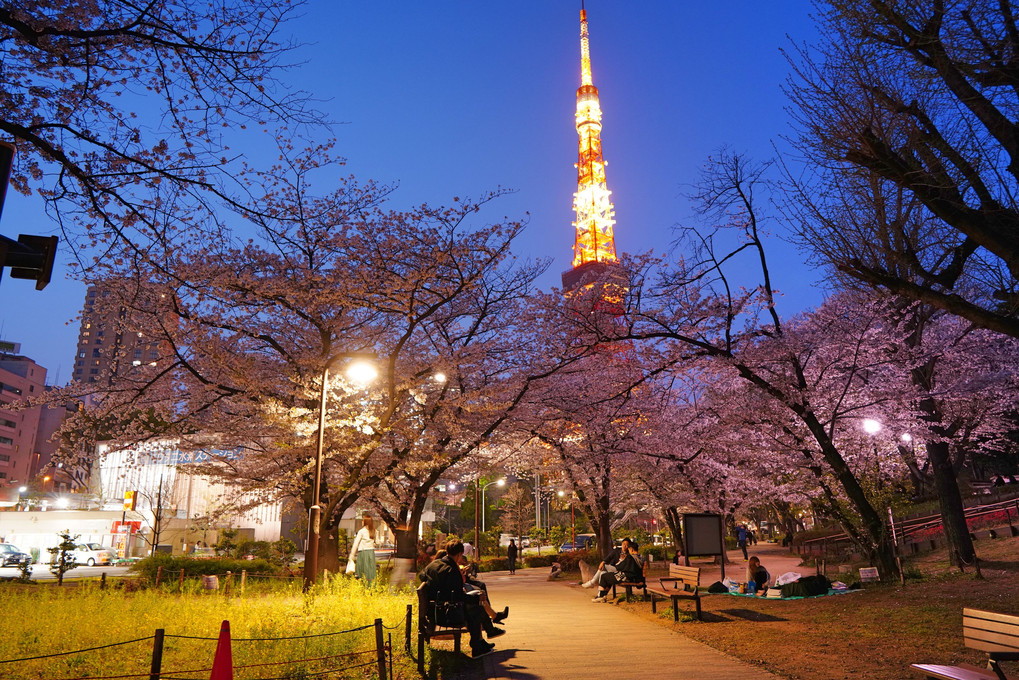 芝公園の夜桜