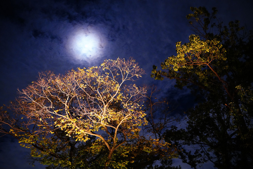 八幡神社のライトアップ