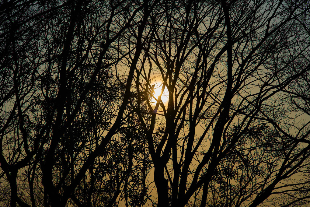 樹木陰影
