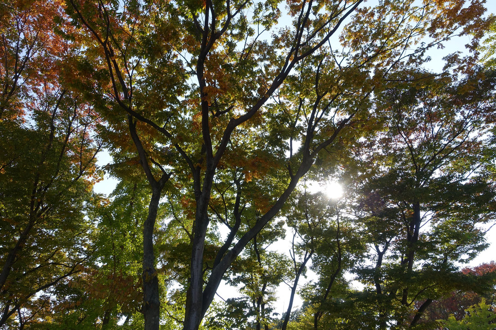 紅葉にはまだまだです