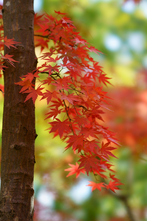 万博記念公園の紅葉