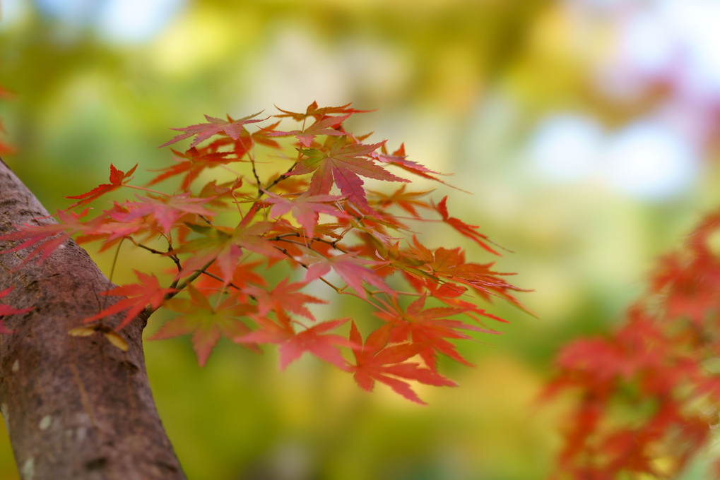 万博記念公園の紅葉