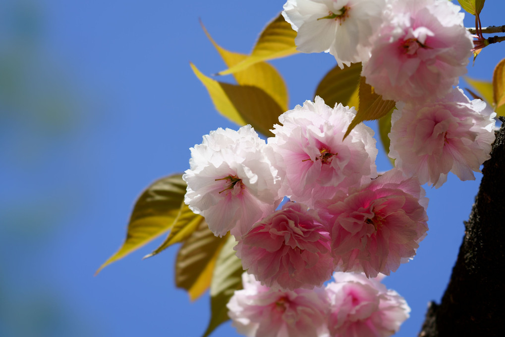 遅咲きの桜が満開です