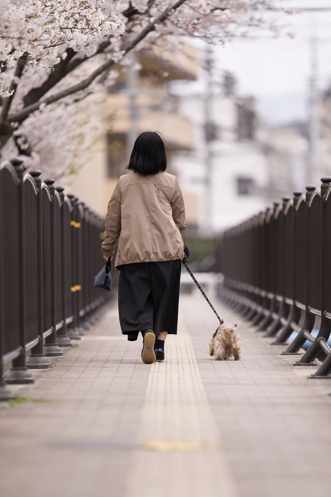 愛犬と散歩