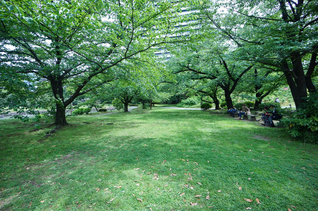 講師と行く　新緑探し＠芝の公園編