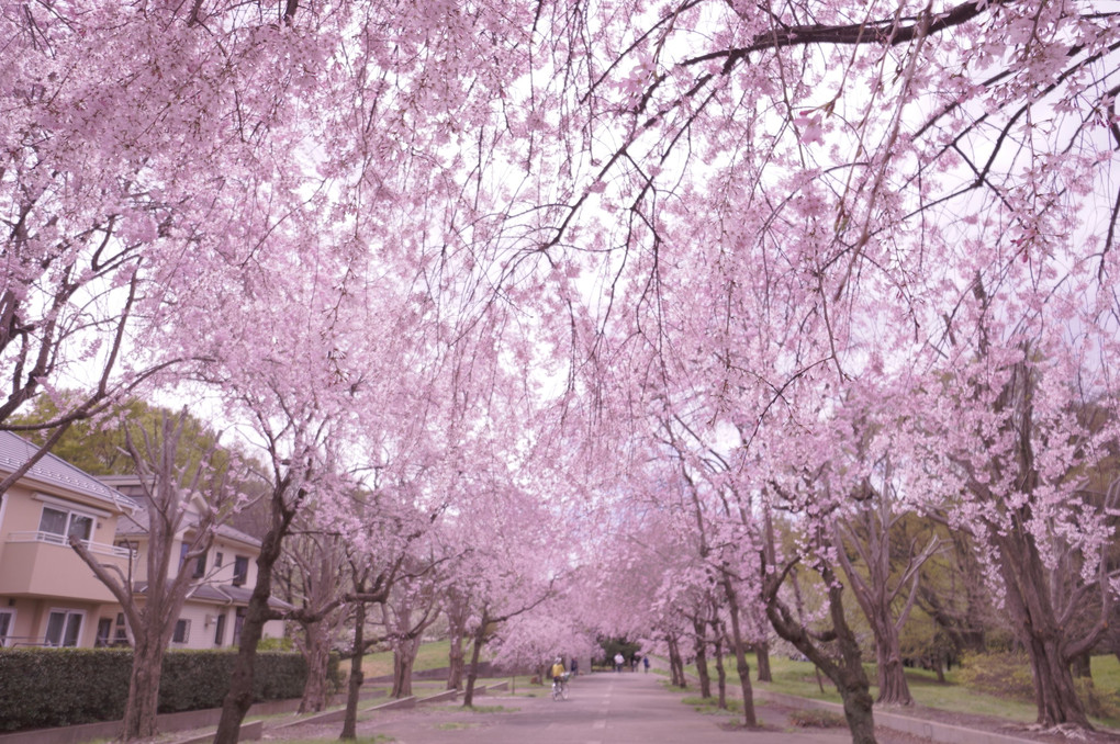 枝垂桜が綺麗