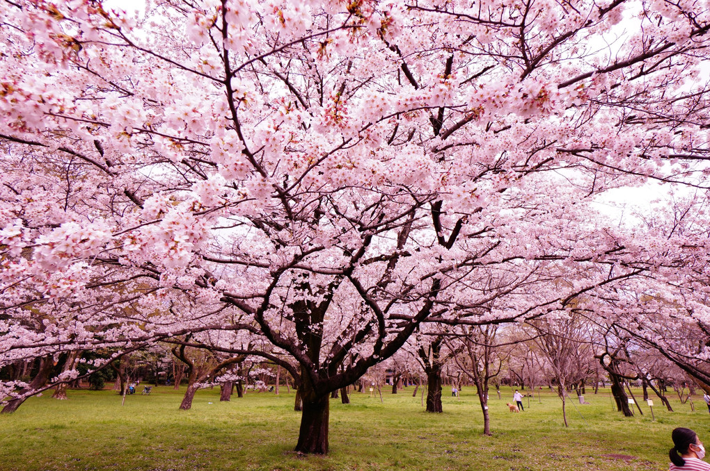 枝垂桜が綺麗
