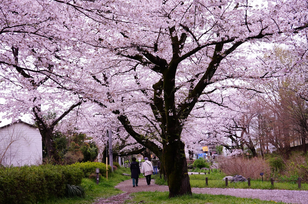 小川と桜