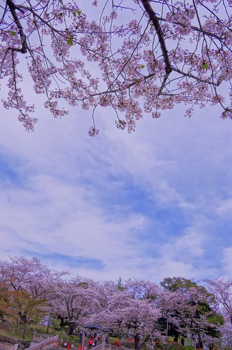 飛鳥山の桜＆都電