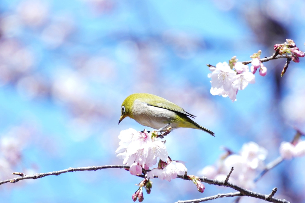 春の鳥たち