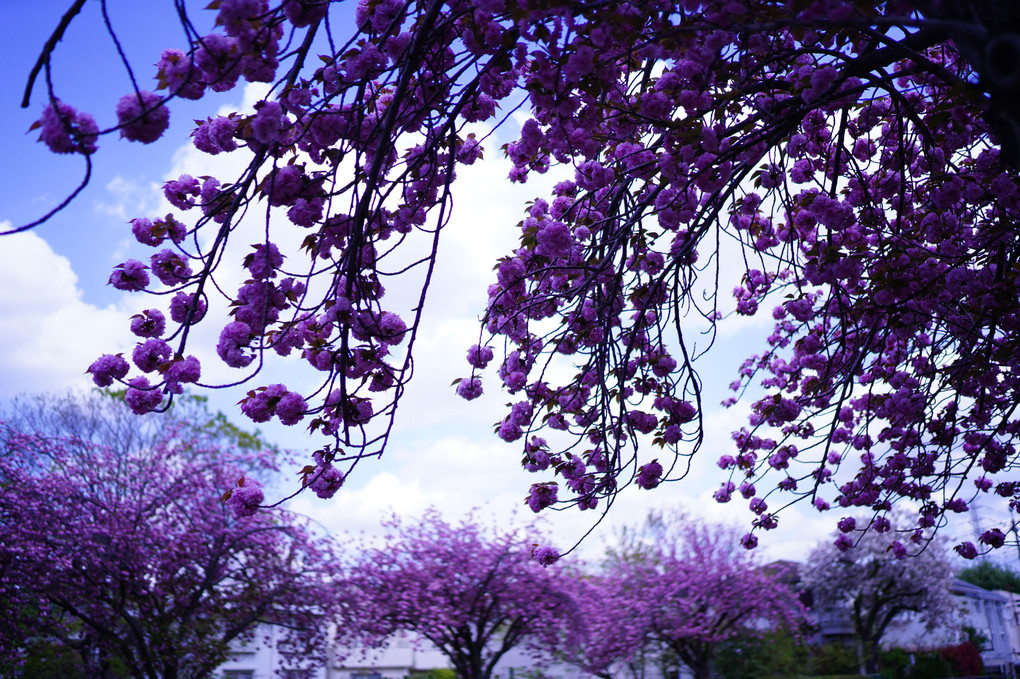 枝垂れる遅咲の桜