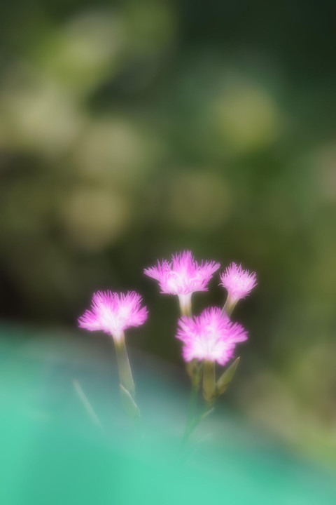 夏の花が咲く